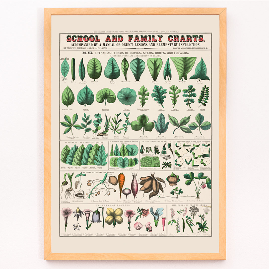 Closeup detail of Botanical illustration and poster of leaves stems roots and flowers by Marcius Willson and Norman A Calkins school and family charts