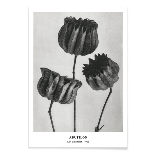Close up and poster of Abutilon Lime Mallow pods from Urformen der Kunst by Karl Blossfeldt with detailed botanical texture, with black aluminium frame on white background