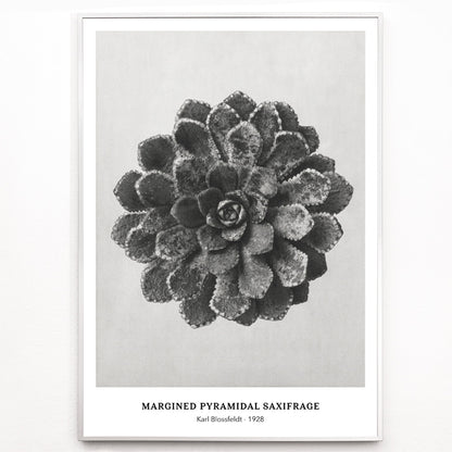 Closeup detail of Margined Pyramidal Saxifrage leaf botanical photograph by Karl Blossfeldt from Urformen der Kunst detailed close up poster