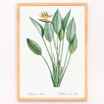 Closeup detail of Botanical bird of paradise illustration by Pierre-Joseph Redoute from Les liliacees with green leaves poster