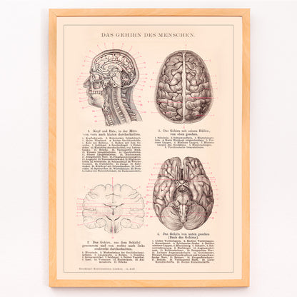 Closeup detail of Anatomical human brain illustration artwork and educational poster titled Humain Brain by Institute of Liepzig