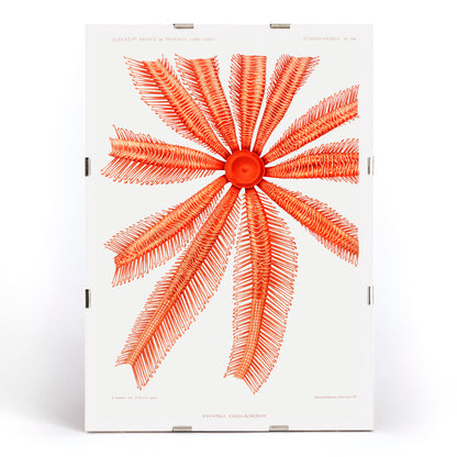 , framed and displayed in modern living room decor