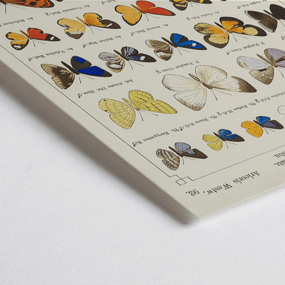 Closeup detail of Colorful exotic butterflies and various butterfly species illustrated in intricate detail by Otto Staudinger Exotic butterflies Pl093