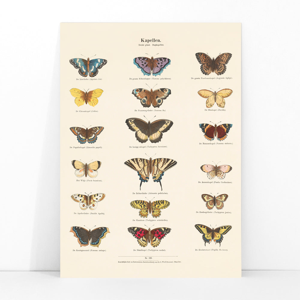 Vintage butterfly illustration and poster showing various butterfly species from Collection of Butterflies by Ernst Frohlich detailed artwork, framed and displayed in modern living room decor