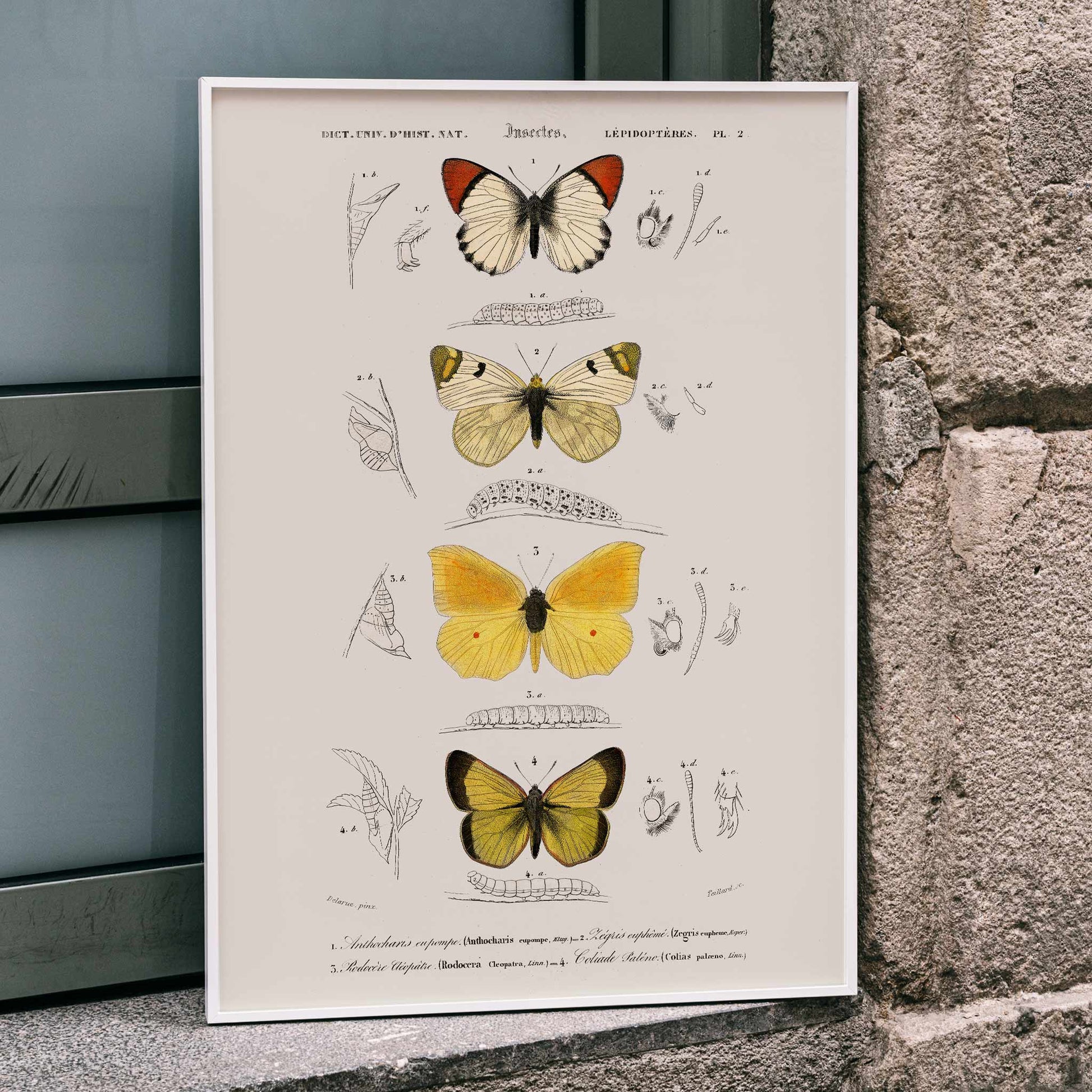 Illustration and poster of butterfly species and insect life cycles by Charles Dessalines D Orbigny from Different types of butterfly, framed and displayed in home decor