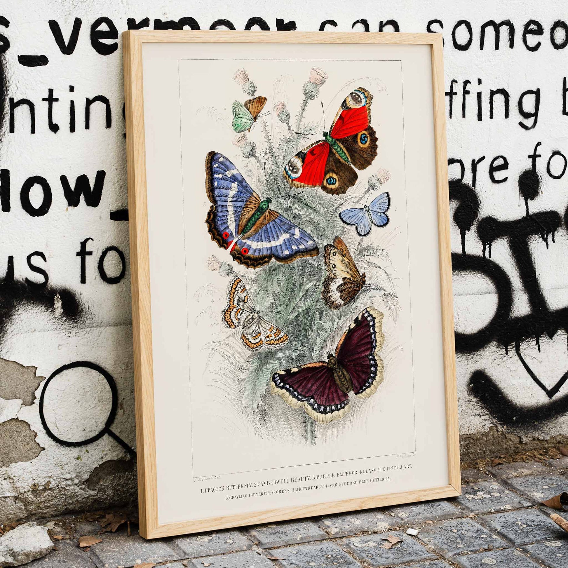 Colorful butterflies including Peacock Butterfly Purple Emperor Glanville Fritillary Green Hair Streak Silver Studded Blue and more from A History of the Earth and Animated Nature by Oliver Goldsmith poster, framed and displayed in modern living room decor