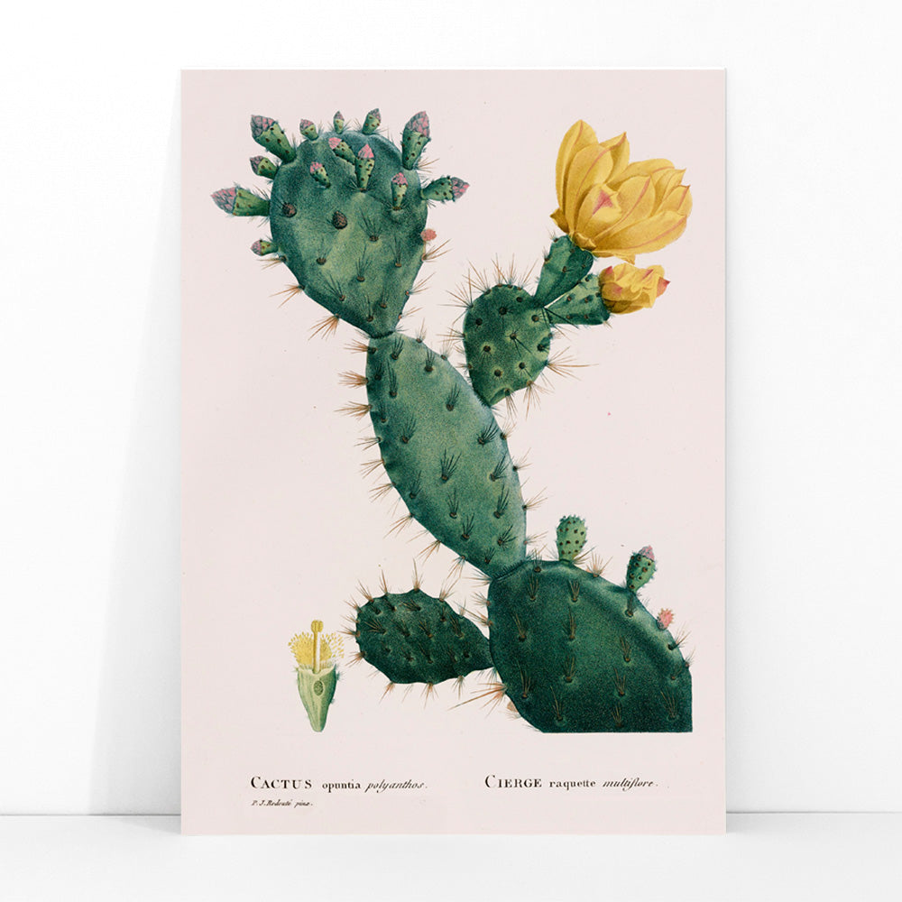 Botanical illustration and poster of green Opuntia cactus with yellow flowers artwork by Pierre-Joseph Redoute, framed and displayed in modern living room decor