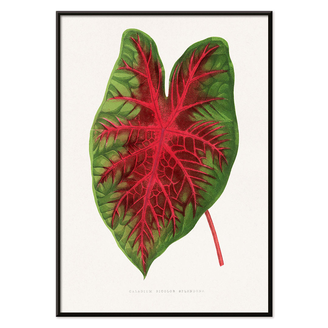 Caladium bicolor plant leaf illustration by Alexander Francis Lydon from Les Plantes a Feuillage Colore botanical poster, with black aluminium frame on white background