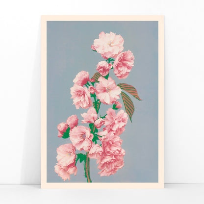 Pink cherry blossom art print by Ogawa Kazumasa delicate flowers on branch poster on grey background, framed and displayed in modern living room decor