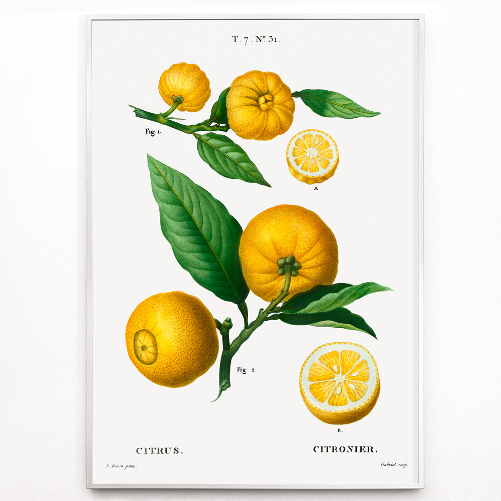 Closeup detail of Botanical illustration of citrus fruit clusters and green leaves by Pierre-Joseph Redoute from Traite des Arbres et Arbustes