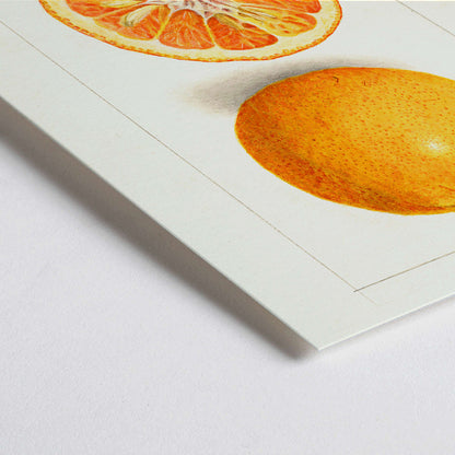 Closeup detail of Detailed illustration of Citrus nobilis by Amanda Almira Newton showing whole and halved fruit with cross-section on citrus fruit poster