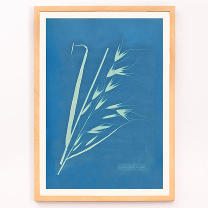 Cyanotype poster of Uvena Novae Villiae plant by Anna Atkins on blue background, framed and displayed in modern living room decor