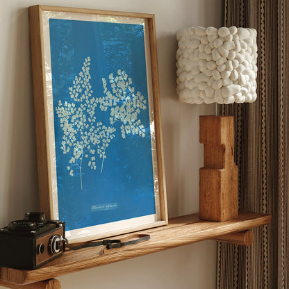 Botanical cyanotype poster of Adiantum assimile by Anna Atkins featuring delicate white fern leaves on blue background, framed and displayed in home decor