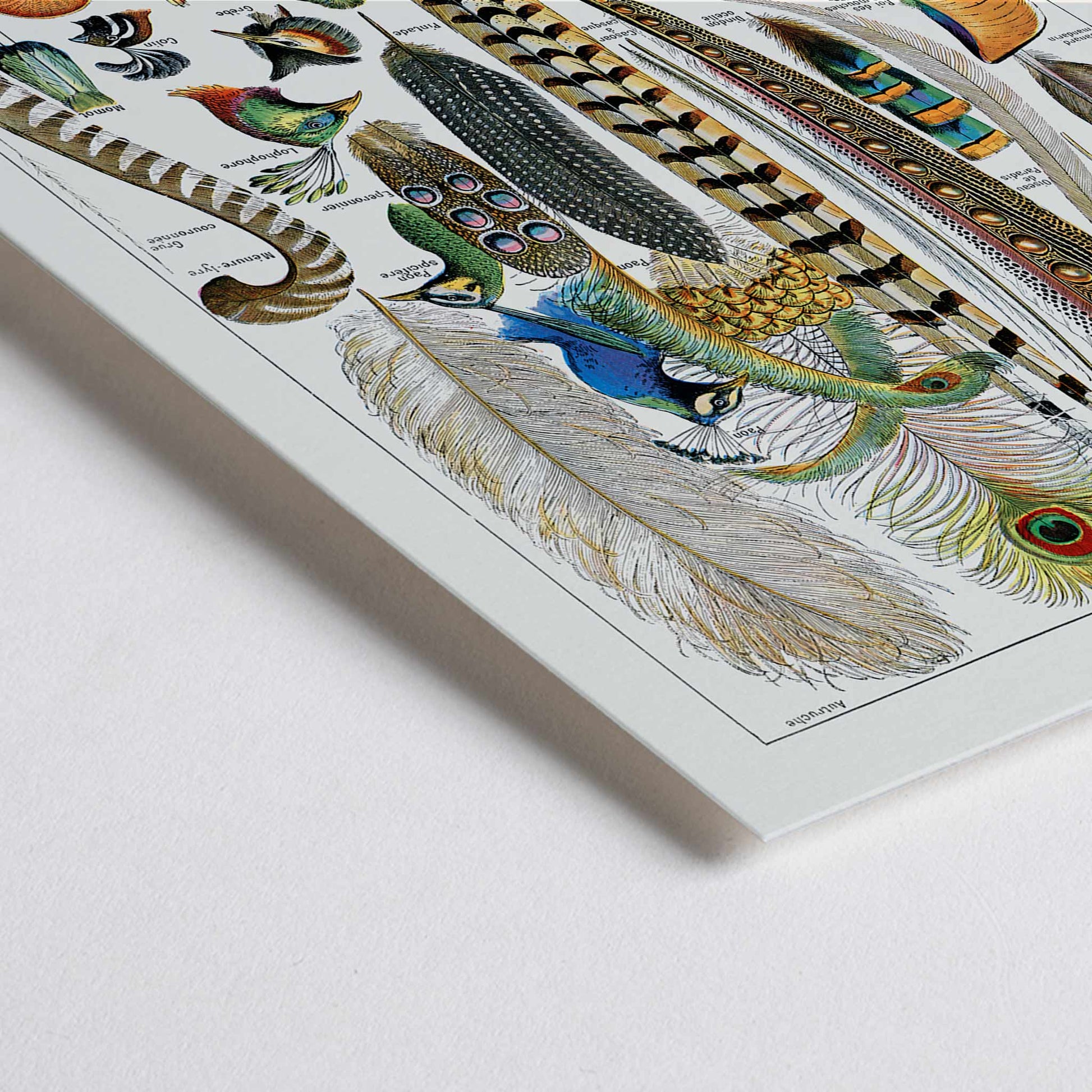 Closeup detail of Colorful bird feathers illustration and poster from Plumes Feathers by Adolphe Millot featuring various plume types and detailed natural artwork