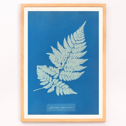 Botanical cyanotype artwork and framed poster of Lastrea Spinulosa by Anna Atkins featuring a detailed fern leaf on a deep blue background, framed and displayed in modern living room decor