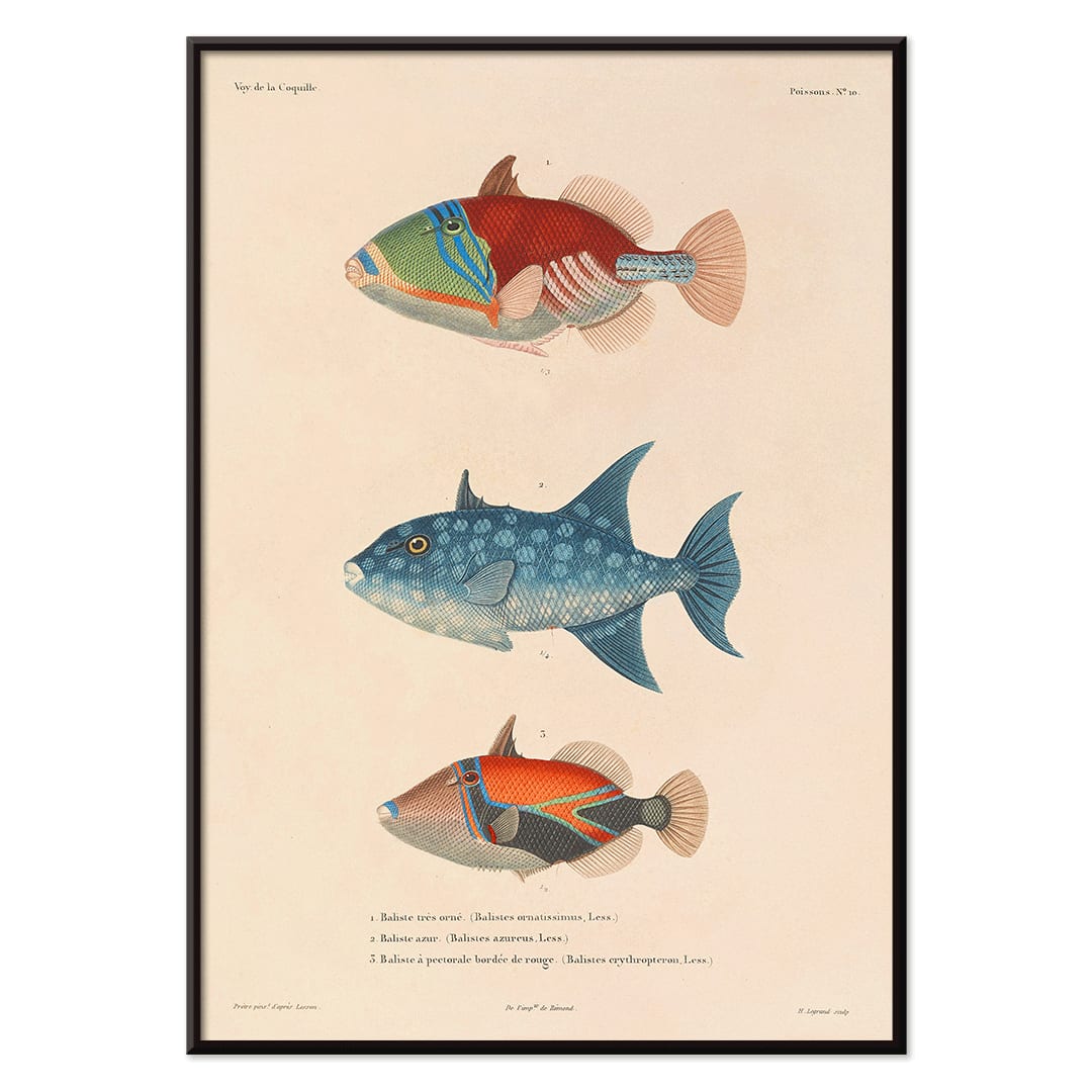 Three vibrant fish illustration by Louis Isidore Duperrey from Voyage autour du monde Pl 017 poster, with black aluminium frame on white background