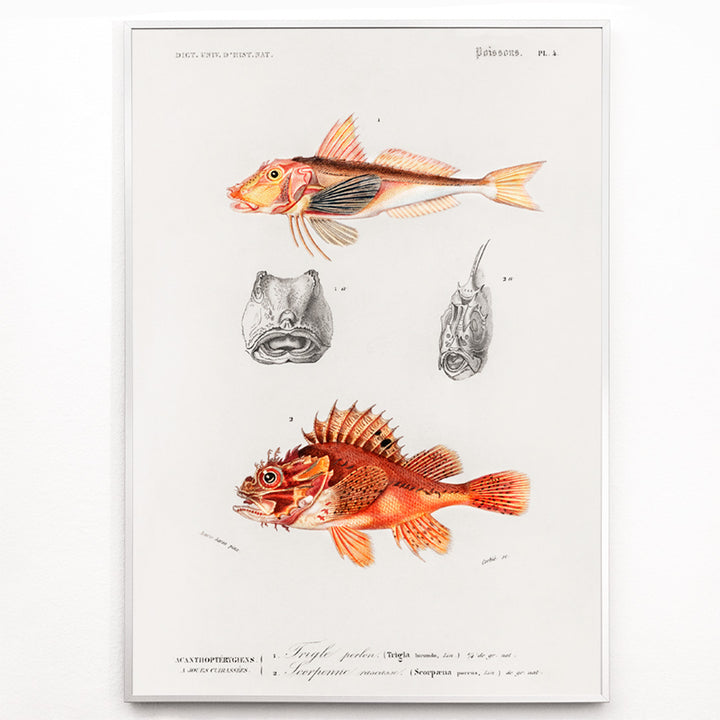 Closeup detail of Colorful fish illustrations and detailed head studies poster featuring different types of fishes by Charles Dessalines D Orbigny artwork