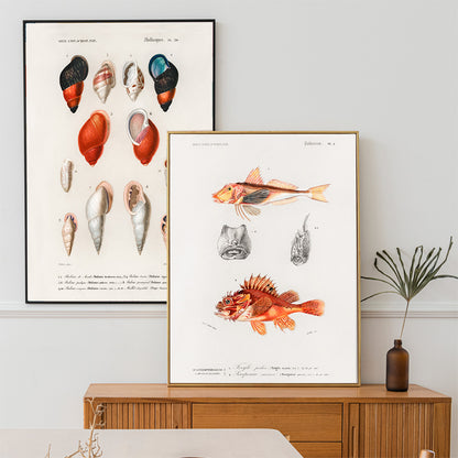 Colorful fish illustrations and detailed head studies poster featuring different types of fishes by Charles Dessalines D Orbigny artwork, framed and displayed in home decor