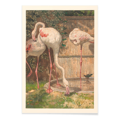Three flamingos standing and drinking near a basin in a garden artwork by August Allebé titled Three Flamingos near a Basin poster, with black aluminium frame on white background