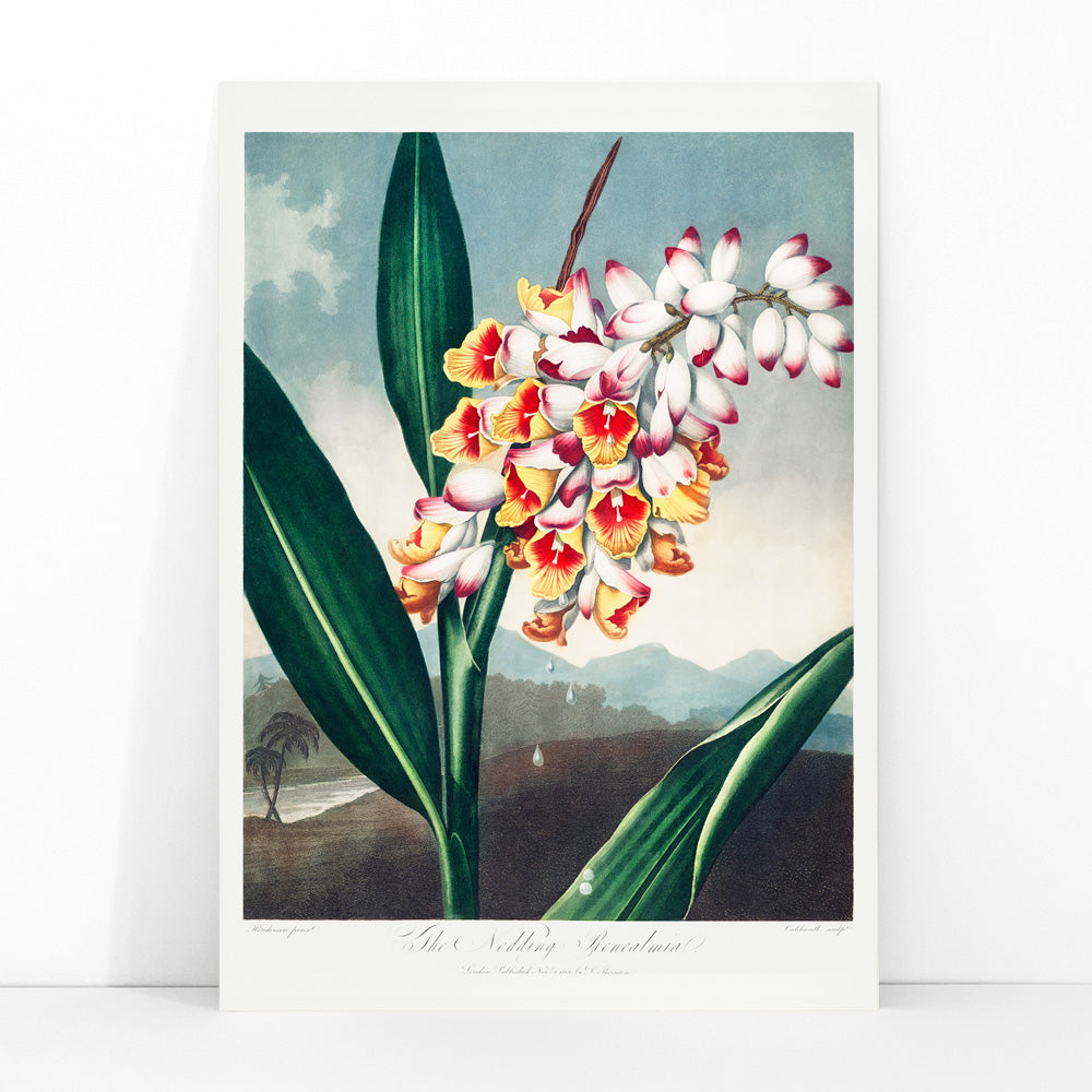 Botanical illustration and poster of The Nodding Renealmia by Robert John Thornton from The Temple of Flora with lush green leaves, framed and displayed in modern living room decor