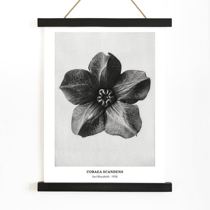 Black and white close up photograph and poster of Cobea scandens Mexican Ivy flower calyx by Karl Blossfeldt Urformen der Kunst, with wooden magnetic frame on white background