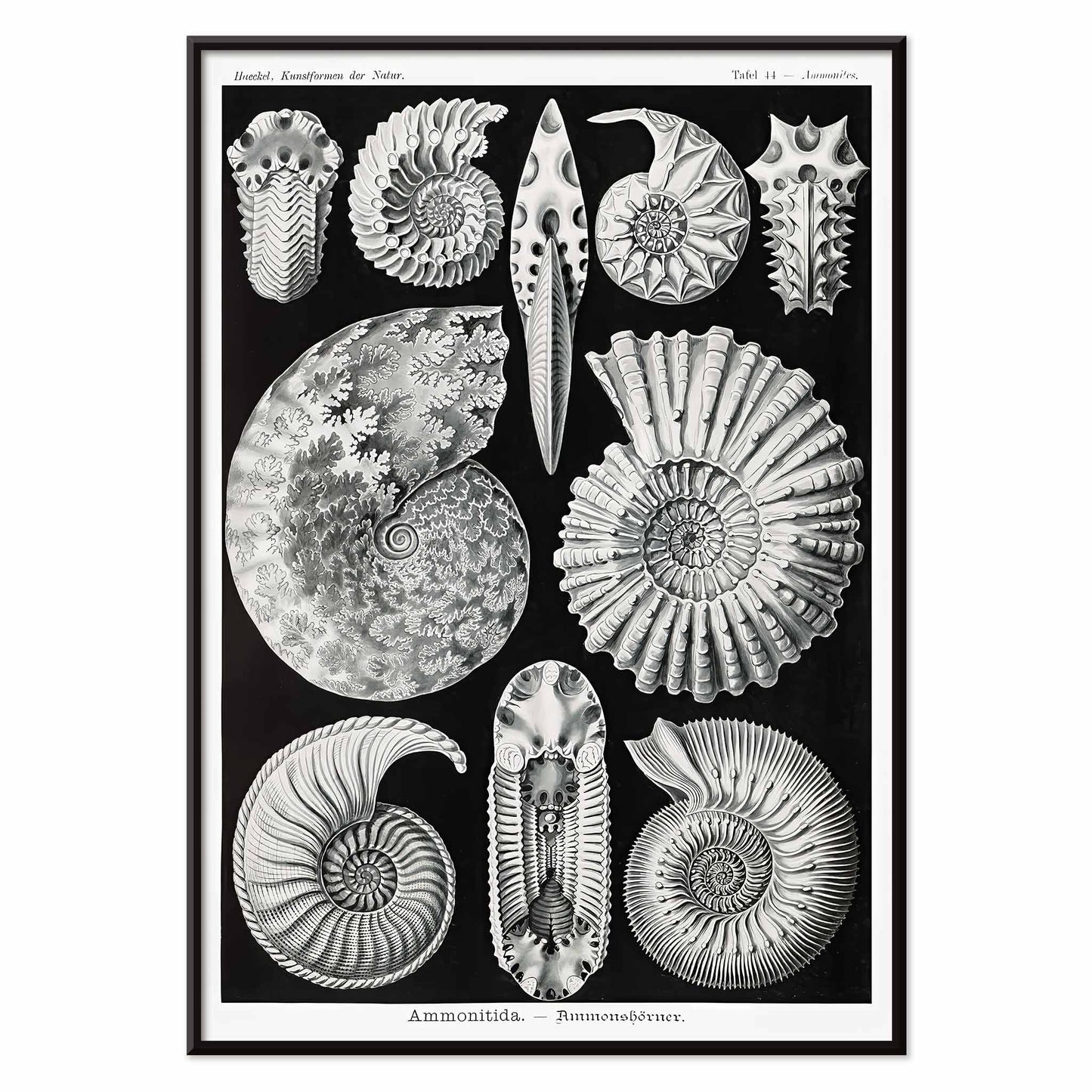 Detailed ammonite fossil illustrations by Ernst Haeckel from Kunstformen der Natur and Ammonitida Ammonshoerner poster for wall decor, with black aluminium frame on white background