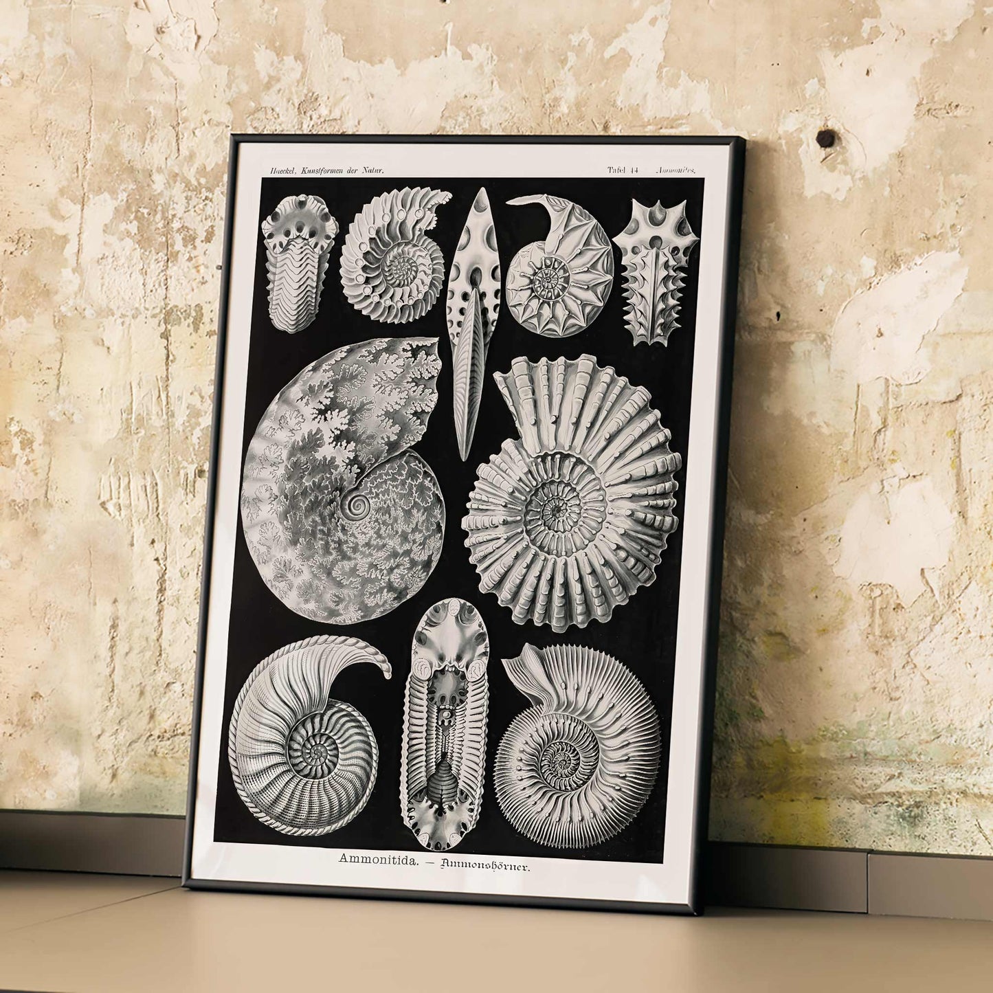 Detailed ammonite fossil illustrations by Ernst Haeckel from Kunstformen der Natur and Ammonitida Ammonshoerner poster for wall decor, framed and displayed in modern living room decor