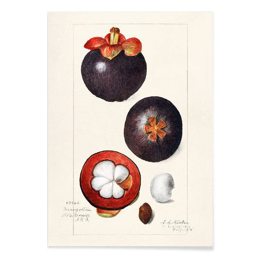 Botanical illustration poster of mangosteen fruit by Amanda Almira Newton titled Mangosteens Garcinia Mangostana botanical artwork, with black aluminium frame on white background