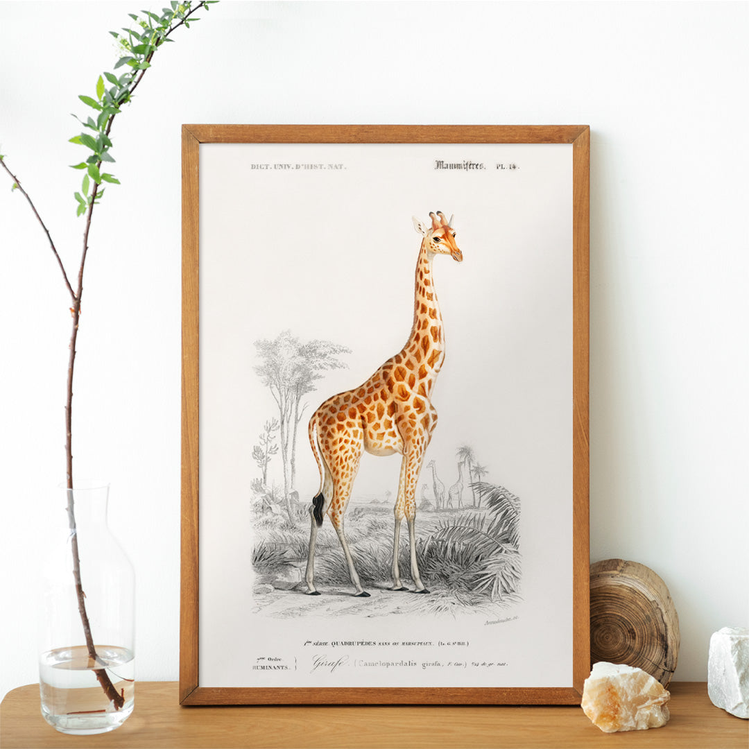 Vintage wildlife illustration of Giraffe Giraffa camelopardalis by Charles Dessalines D Orbigny in natural landscape poster, framed and displayed in home decor