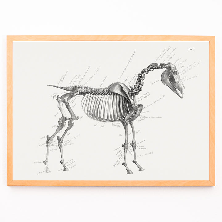 Closeup detail of Detailed horse skeleton illustration with anatomical labels by George Stubbs from The anatomy of the horse artwork