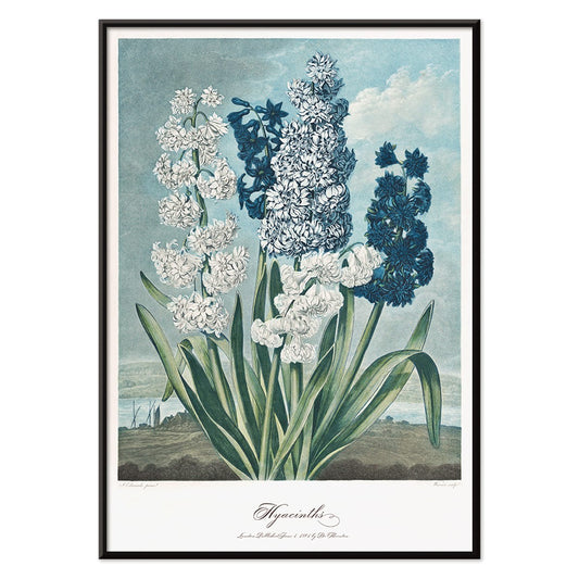 Colorful hyacinths illustration by Robert John Thornton from The Temple of Flora artwork showing various blooming flowers, with black aluminium frame on white background