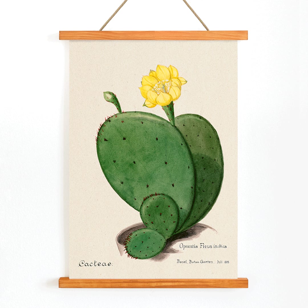 Indian fig opuntia cactus illustration by Karl Eduard Burger from Familie Der Cacteen showing a green cactus with a yellow flower, with wooden magnetic frame on white background