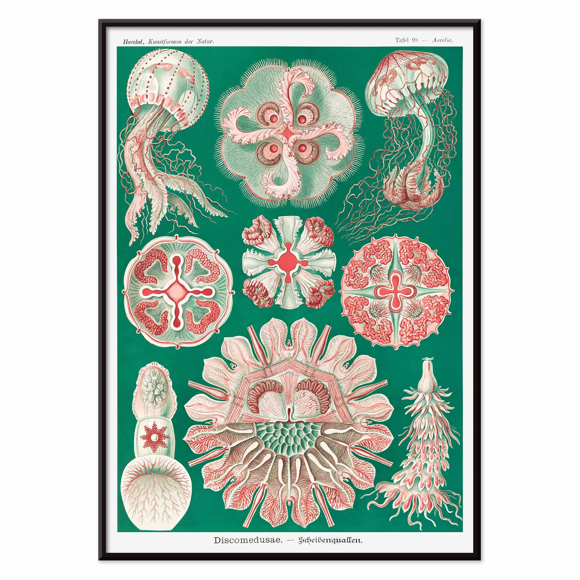 Colorful jellyfish and marine life illustration and poster featuring Discomedusae Schweibenquallen by Ernst Haeckel Kunstformen der Natur, with black aluminium frame on white background