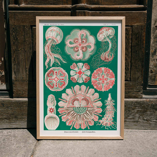 Colorful jellyfish and marine life illustration and poster featuring Discomedusae Schweibenquallen by Ernst Haeckel Kunstformen der Natur, framed and displayed in home decor