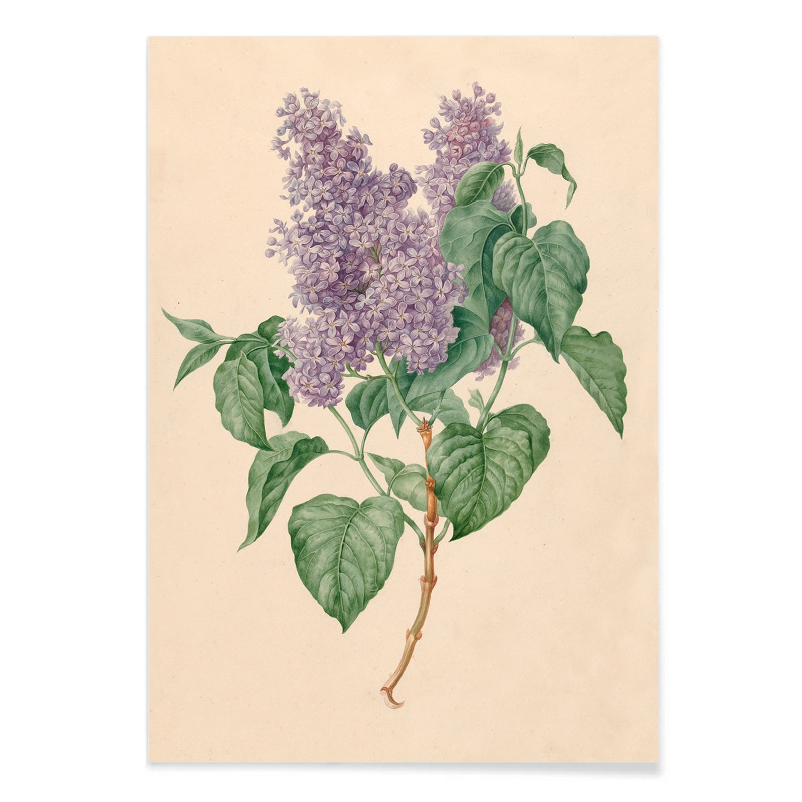 Botanical illustration poster of purple lilacs with green leaves titled Purple Lilacs by Maria Geertruida Barbiers-Snabilie, with black aluminium frame on white background