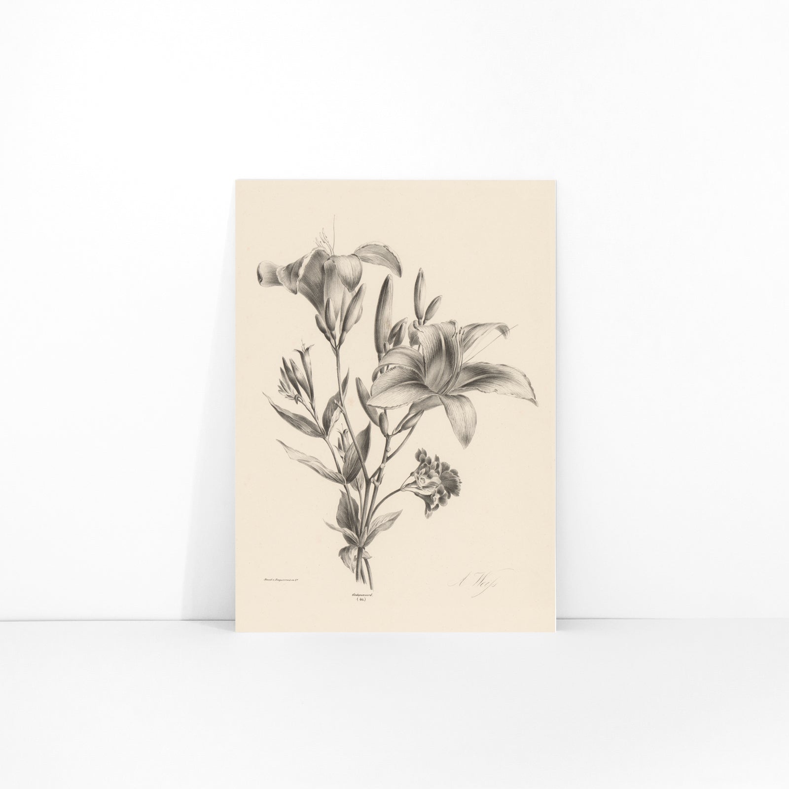 Detailed black and white botanical illustration of two lilies by Anton Weiss titled Two black and white lilies poster, framed and displayed in modern living room decor
