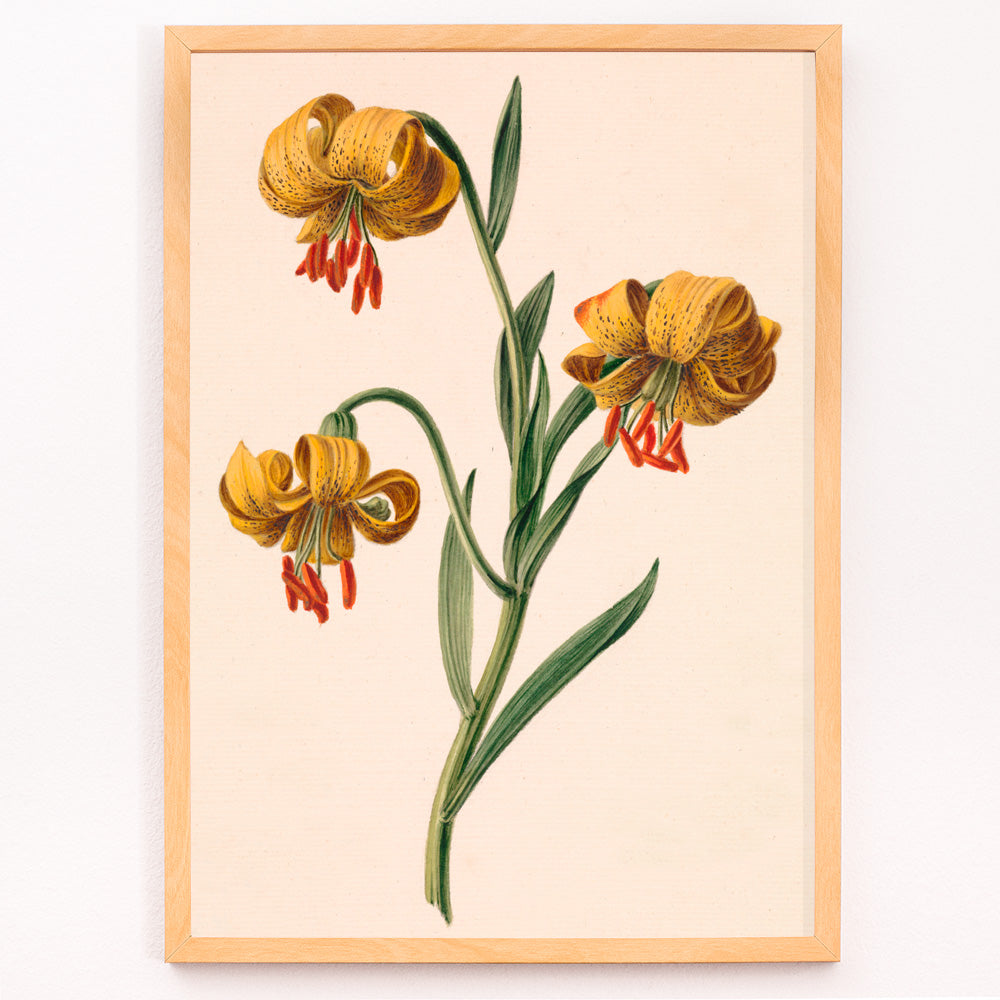 Closeup detail of Botanical illustration poster of three yellow lilies by M de Gijselaar