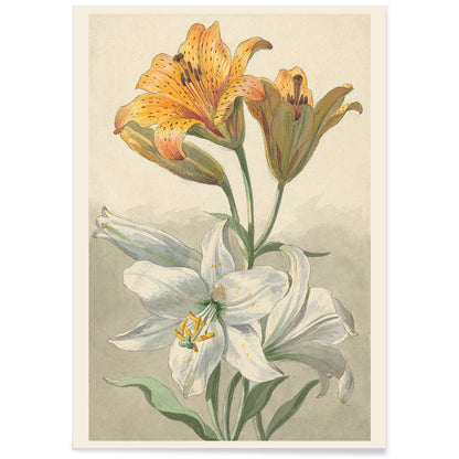 Yellow and white lilies botanical art by Willem van Leen poster floral artwork illustration, with black aluminium frame on white background