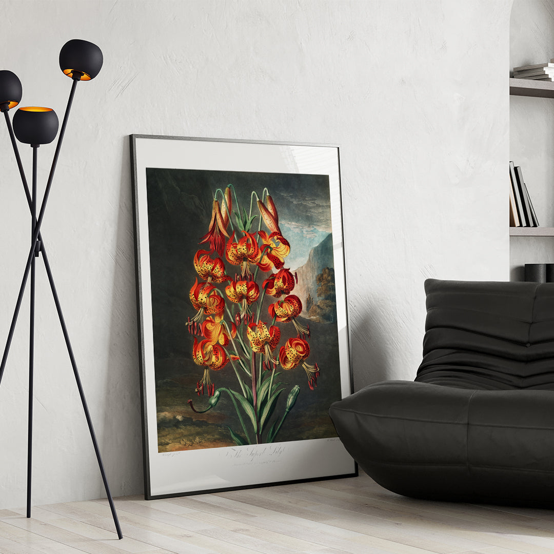 Vibrant illustration and poster of red orange and yellow lilies The Superb Lily by Robert John Thornton botanical artwork in a natural landscape, framed and displayed in home decor