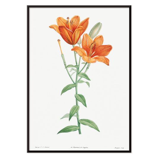 Orange bulbous lily botanical illustration poster from La botanique de J J Rousseau by Pierre Joseph Redoute, with black aluminium frame on white background