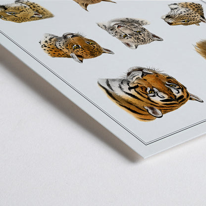 Closeup detail of Illustration of big cats and wild feline heads including lion tiger leopard and snow leopard by Richard Lydekker from The Great and Small Game of India