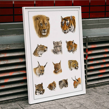 Illustration of big cats and wild feline heads including lion tiger leopard and snow leopard by Richard Lydekker from The Great and Small Game of India, framed and displayed in home decor