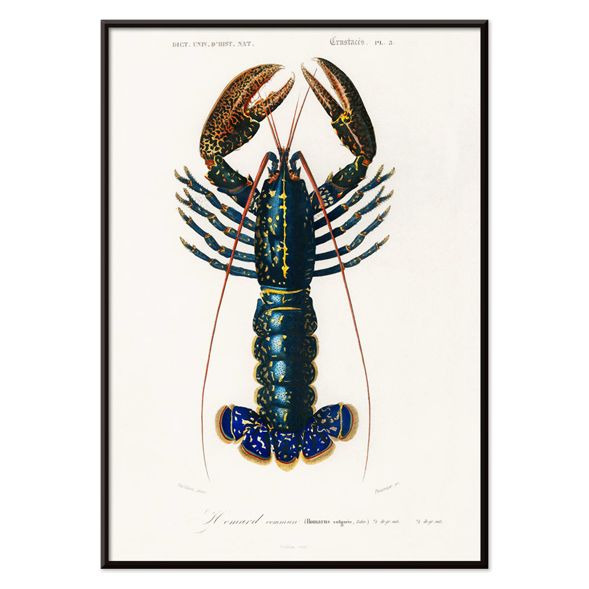 Crimson Crawfish Palemon Ornatum scientific marine life illustration by Charles Dessalines D Orbigny poster artwork, with black aluminium frame on white background