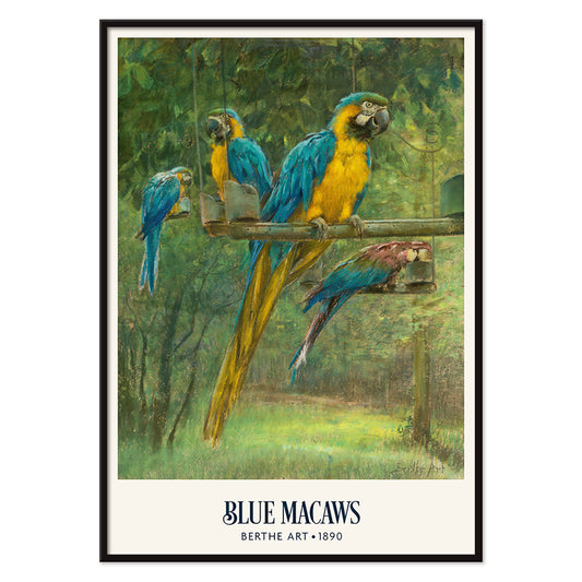 Colorful blue and yellow macaws perched in a lush green forest poster by Berthe Art, with black aluminium frame on white background