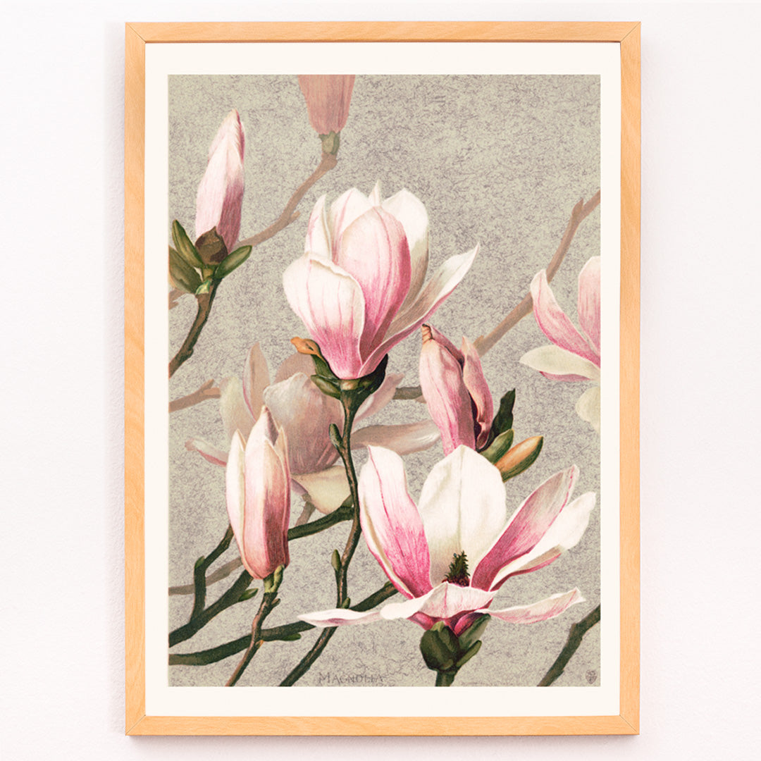 Closeup detail of Magnolia flower botanical art print and poster in high resolution by L Prang and Co featuring detailed pink and white magnolia flowers