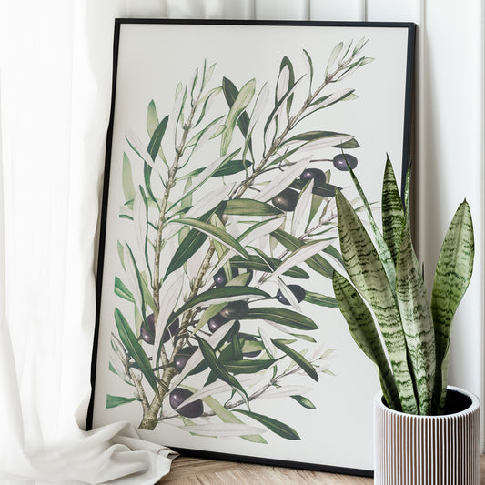 Olive branches botanical illustration and poster with green leaves and black olives by L Prang and Co from Picture Collection wall decor, framed and displayed in home decor