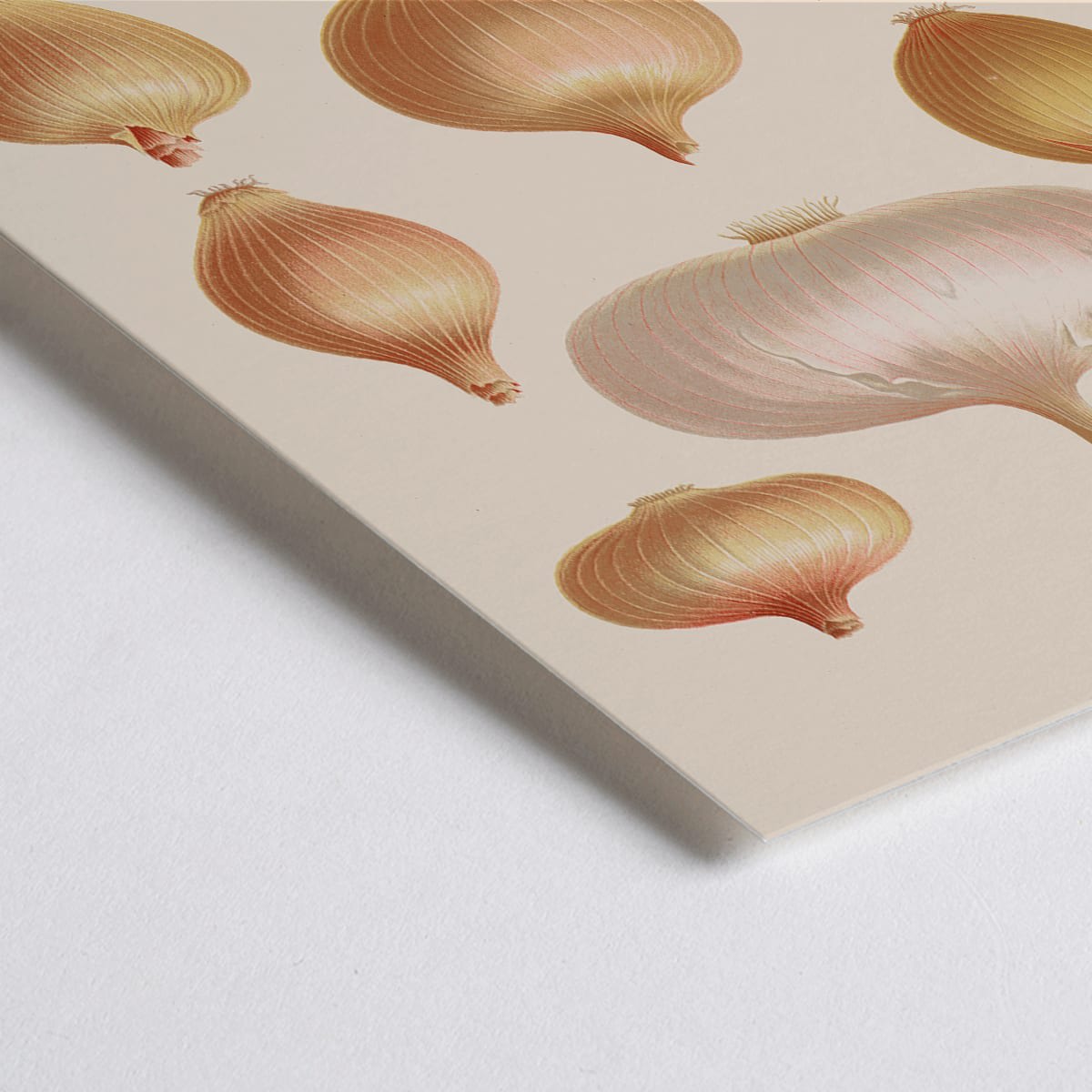 Closeup detail of Illustration and poster of various onions by Ernst Benary from Album Benary showcasing different shapes and colors