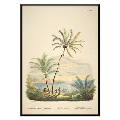 Attalea compta palm trees with people by Carl Friedrich Philipp von Martius tropical illustration and poster for wall decor, with black aluminium frame on white background
