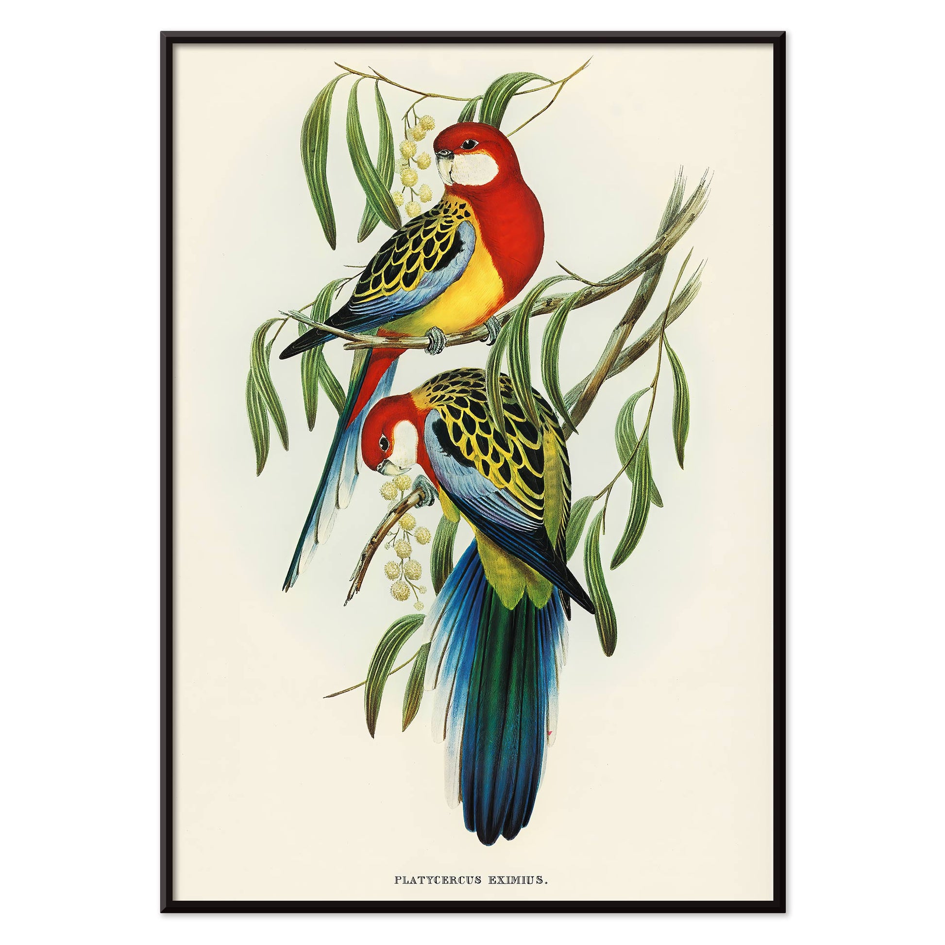 Colorful Rose-hill Parakeet birds perched on branches artwork by Elizabeth Gould poster, with black aluminium frame on white background