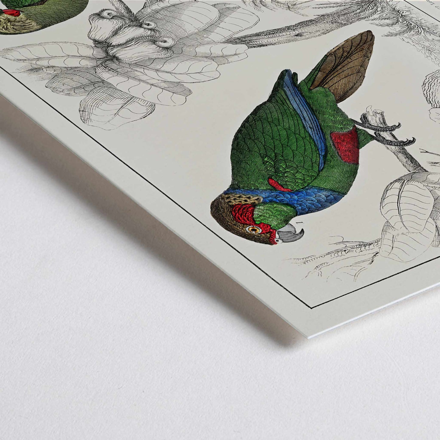 Closeup detail of Colorful parakeets perched on branches illustrated by Oliver Goldsmith from The History of the Earth and Animated Nature poster